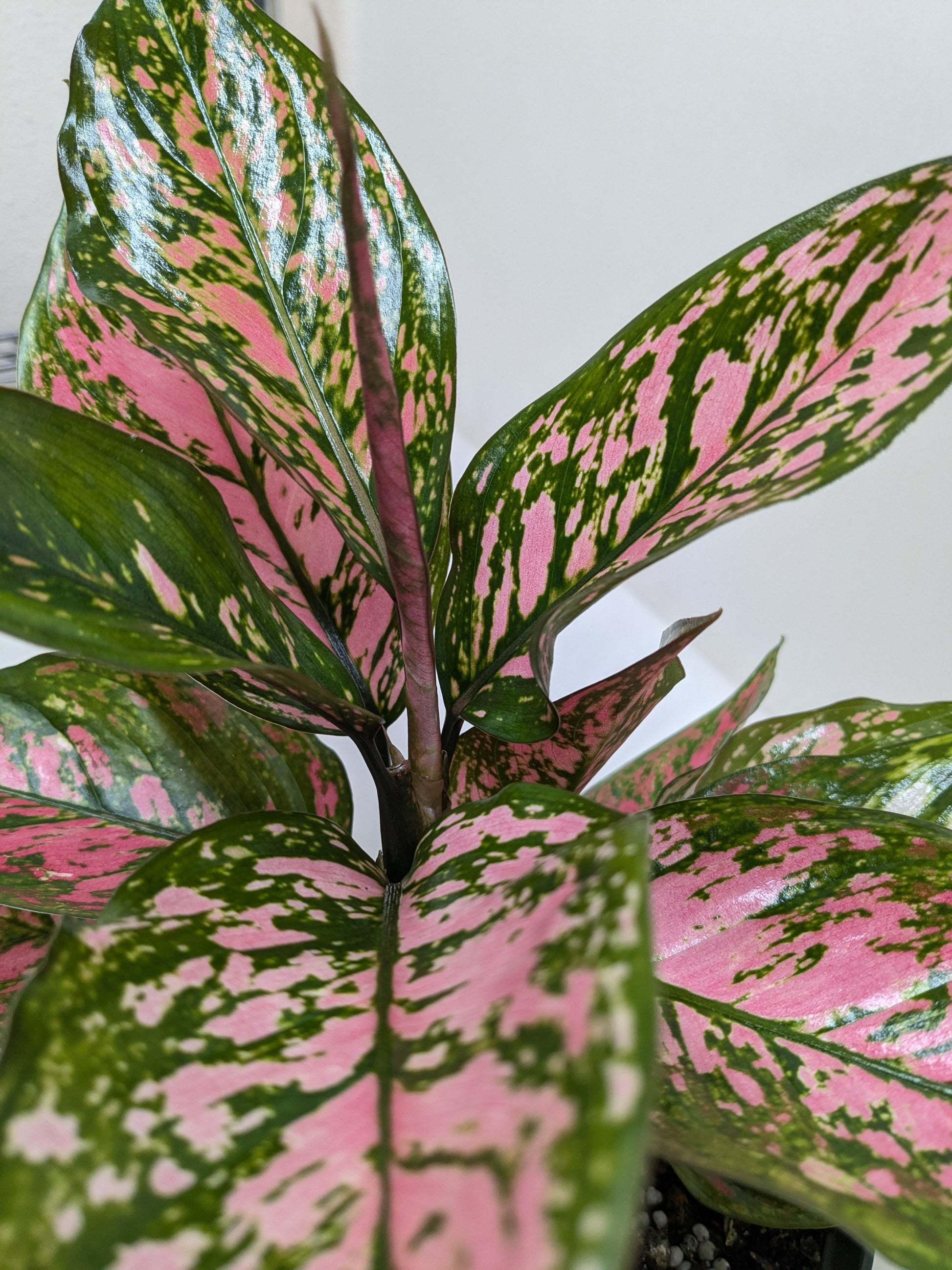 Chinese Evergreen 'Wishes' House Plant Wholesale Botani Haven