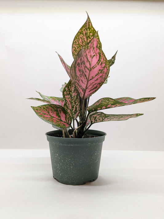 Chinese Evergreen 'Wishes' House Plant Wholesale Botani Haven