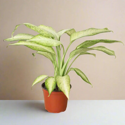Dieffenbachia 'Camouflage' House Plant Dropship Botani Haven
