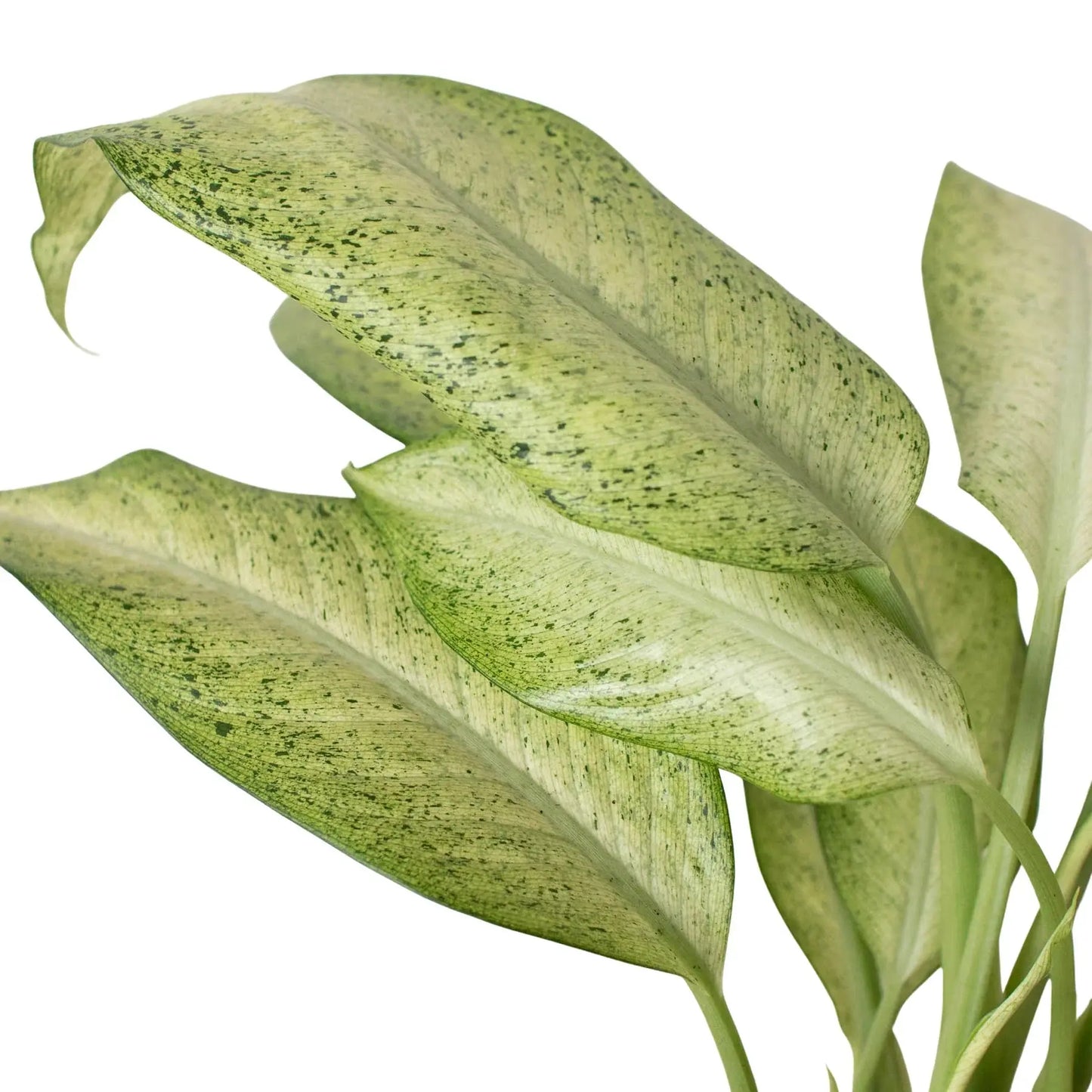 Dieffenbachia 'Camouflage' House Plant Dropship Botani Haven