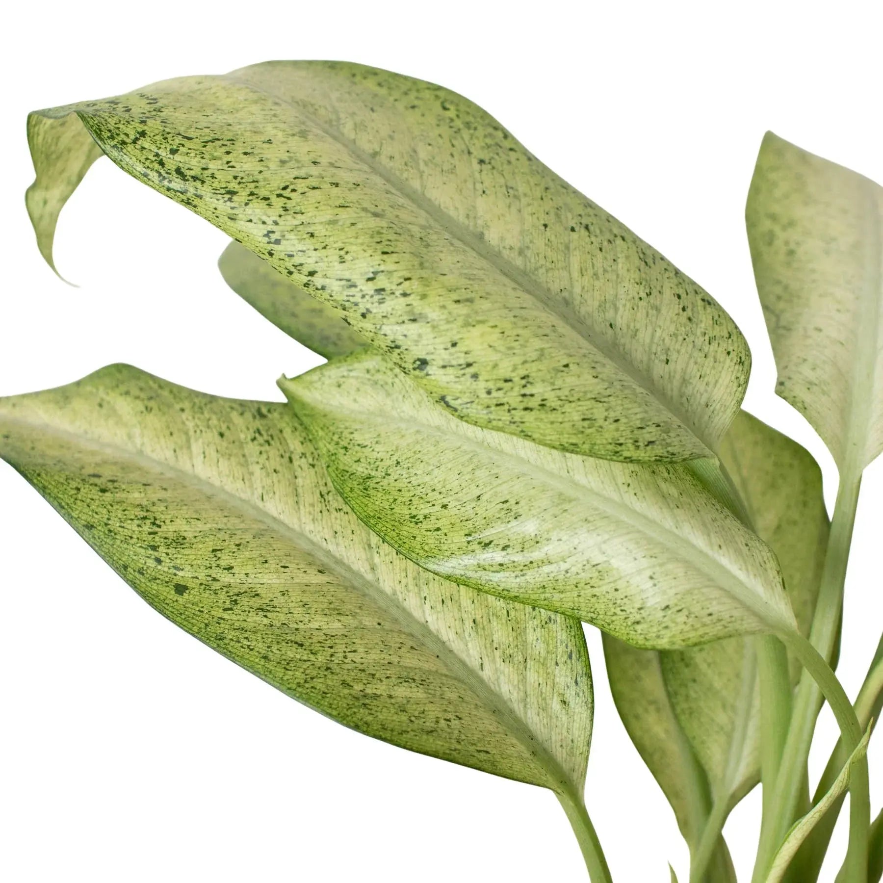 Dieffenbachia 'Camouflage' House Plant Dropship Botani Haven