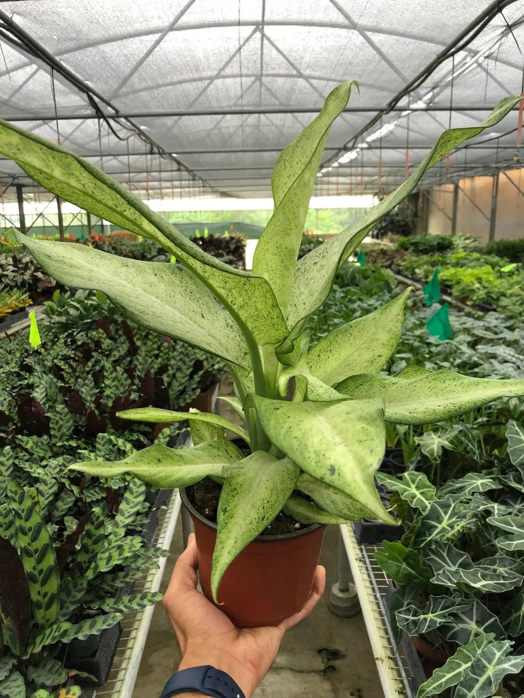 Dieffenbachia 'Camouflage' House Plant Dropship Botani Haven