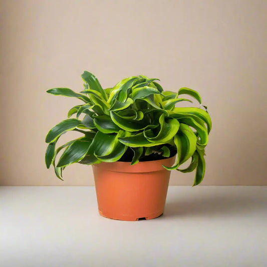 Dracaena 'Tornado' House Plant Dropship Botani Haven
