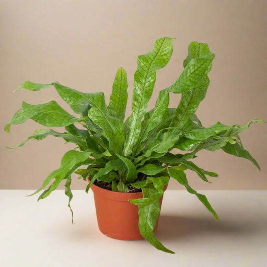 Fern 'Crocodile' House Plant Dropship Botani Haven