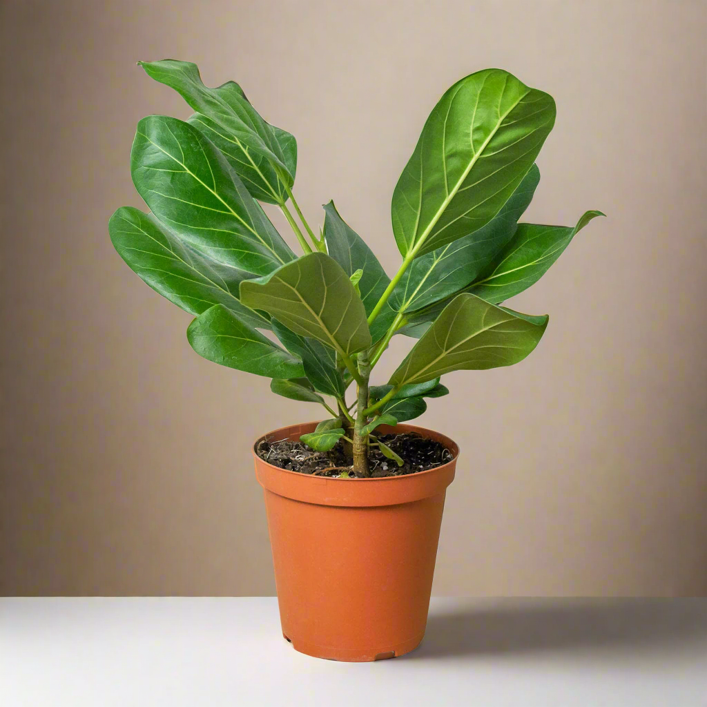 Ficus 'Audrey'