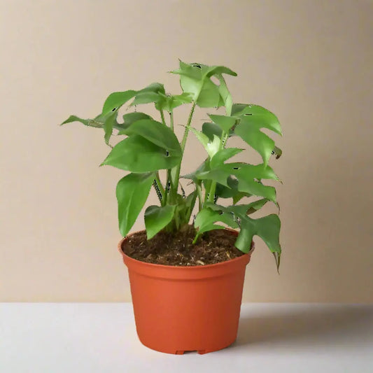 Philodendron 'Mini Monstera Minima' House Plant Dropship Botani Haven