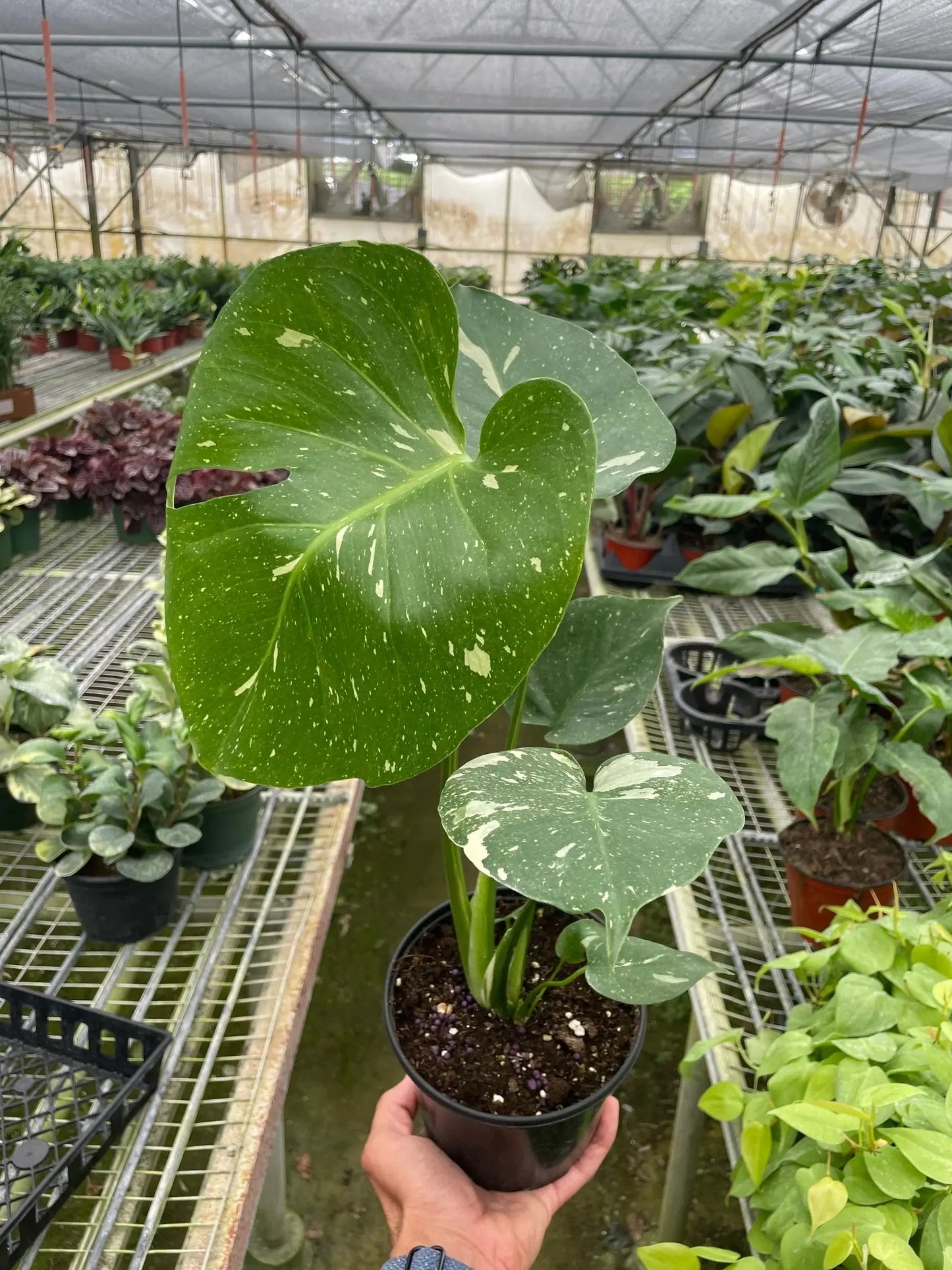 Monstera 'Thai Constellation' House Plant Dropship Botani Haven