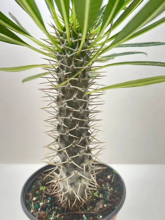 Pachypodium 'lamerei' (Madagascar Palm) House Plant Dropship Botani Haven