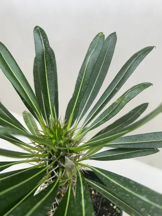Pachypodium 'lamerei' (Madagascar Palm) House Plant Dropship Botani Haven