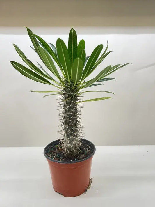 Pachypodium 'lamerei' (Madagascar Palm) House Plant Dropship Botani Haven