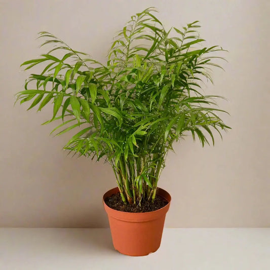 Parlor Palm House Plant Dropship Botani Haven