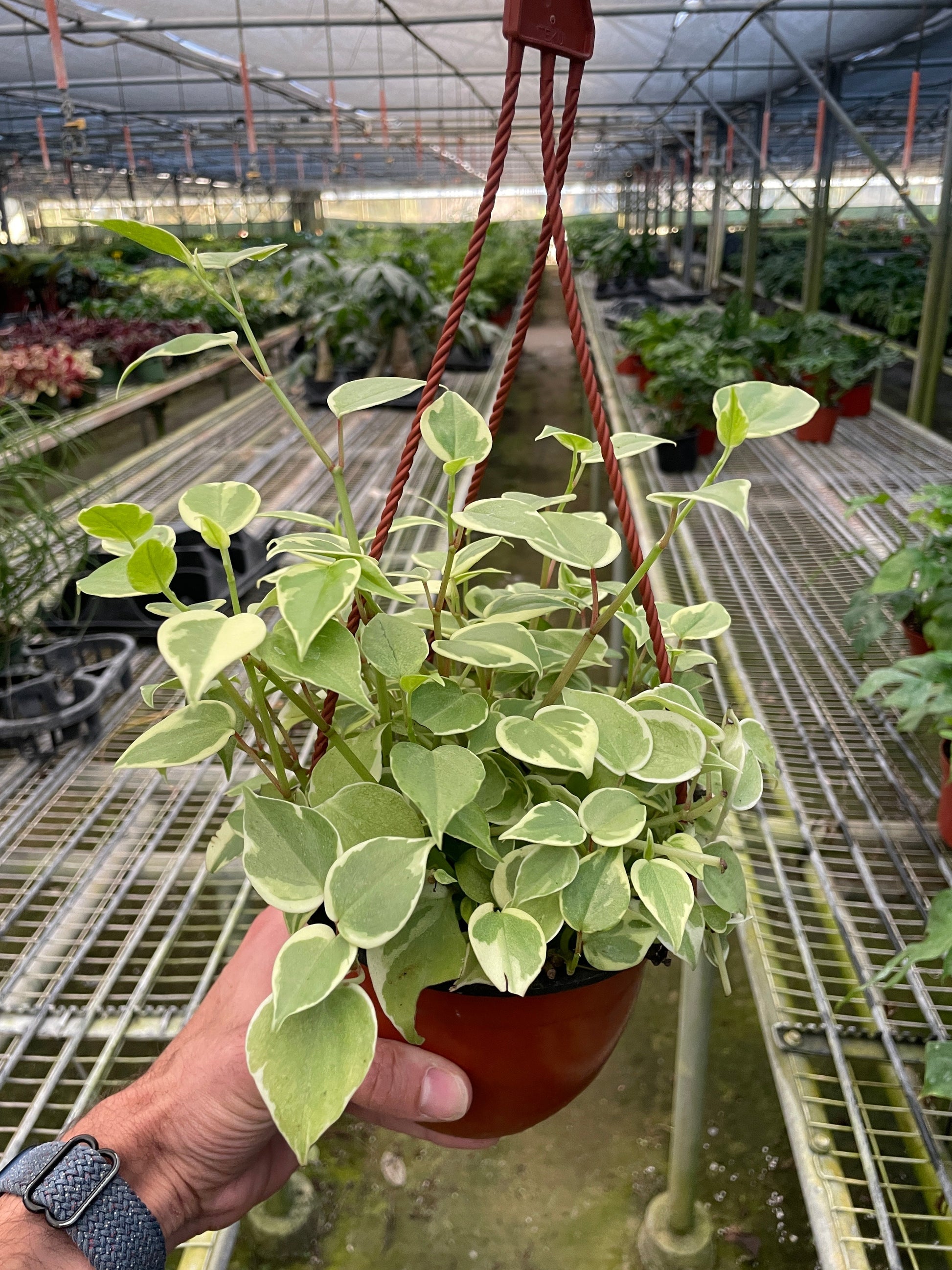 Peperomia 'Cupid' House Plant Dropship Botani Haven