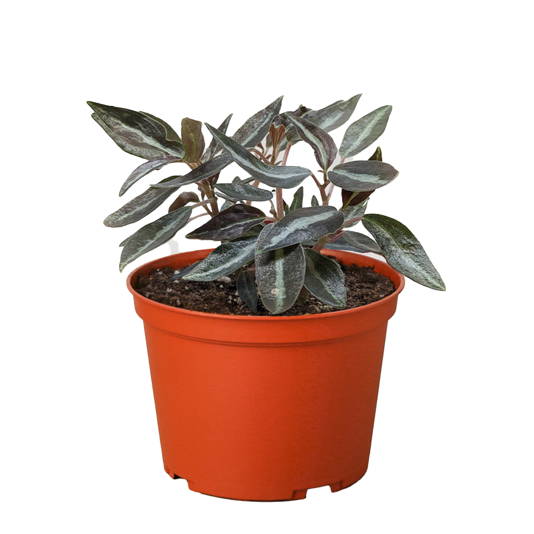 Peperomia 'Metallica' House Plant Dropship Botani Haven