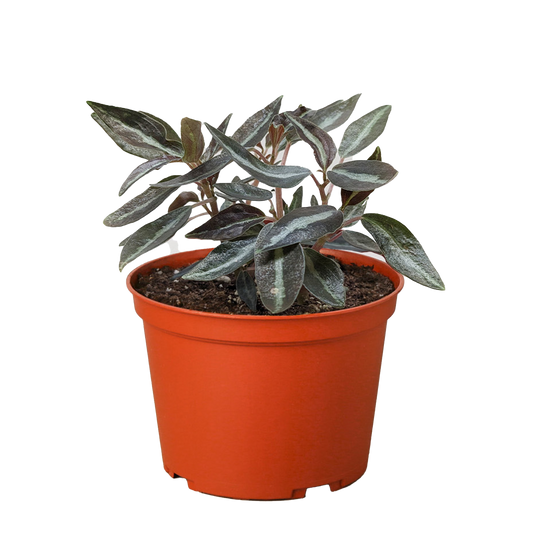 Peperomia 'Metallica' House Plant Dropship Botani Haven