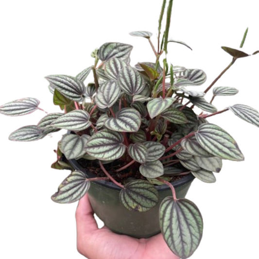 Peperomia 'Picollo Banda' House Plant Dropship Botani Haven