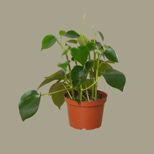 Peperomia 'Raindrop' House Plant Dropship Botani Haven