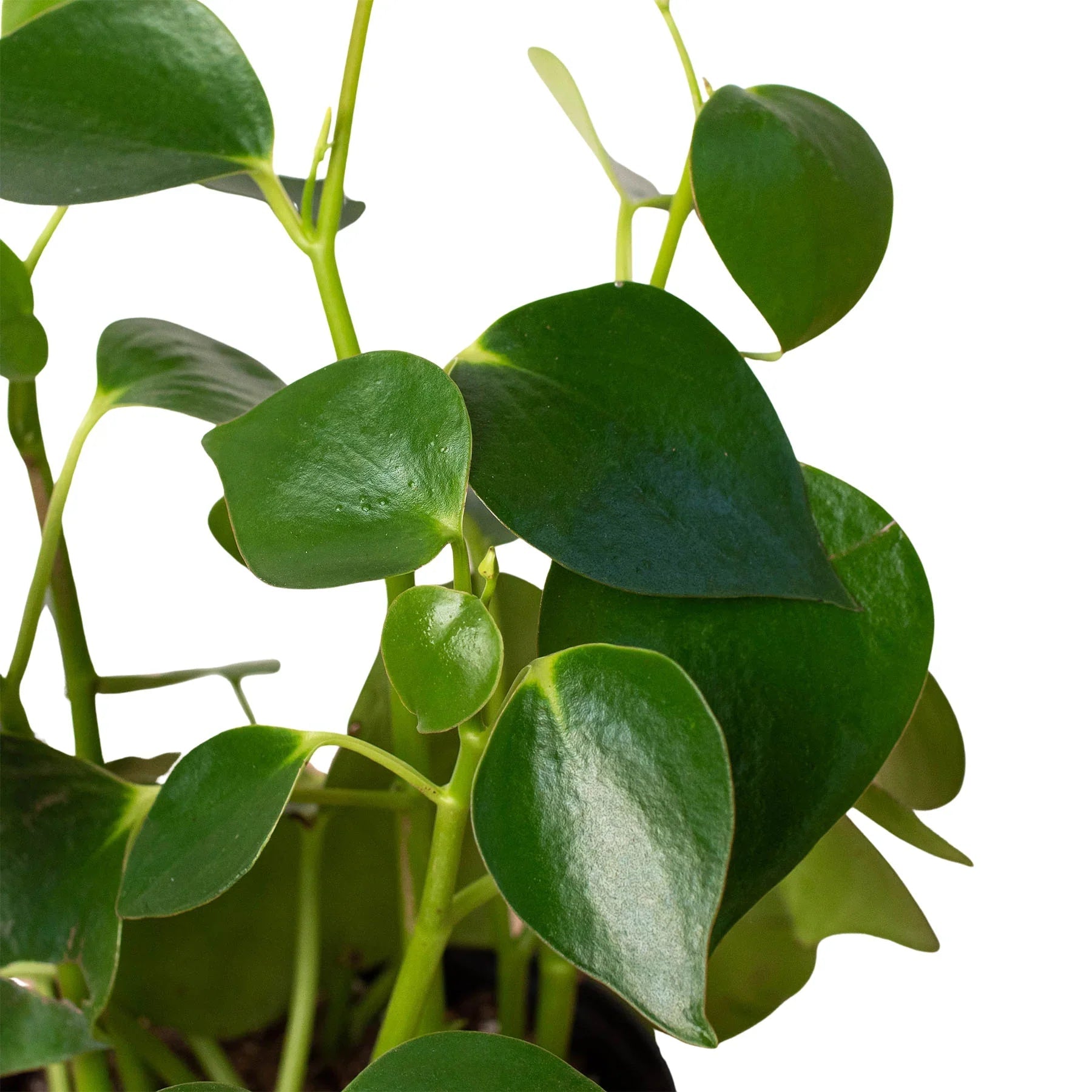 Peperomia 'Raindrop' House Plant Dropship Botani Haven