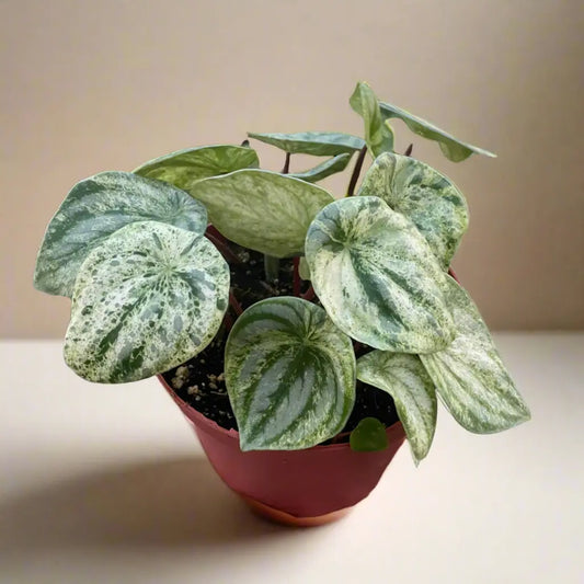 Peperomia 'Watermelon Variegated' House Plant Dropship Botani Haven