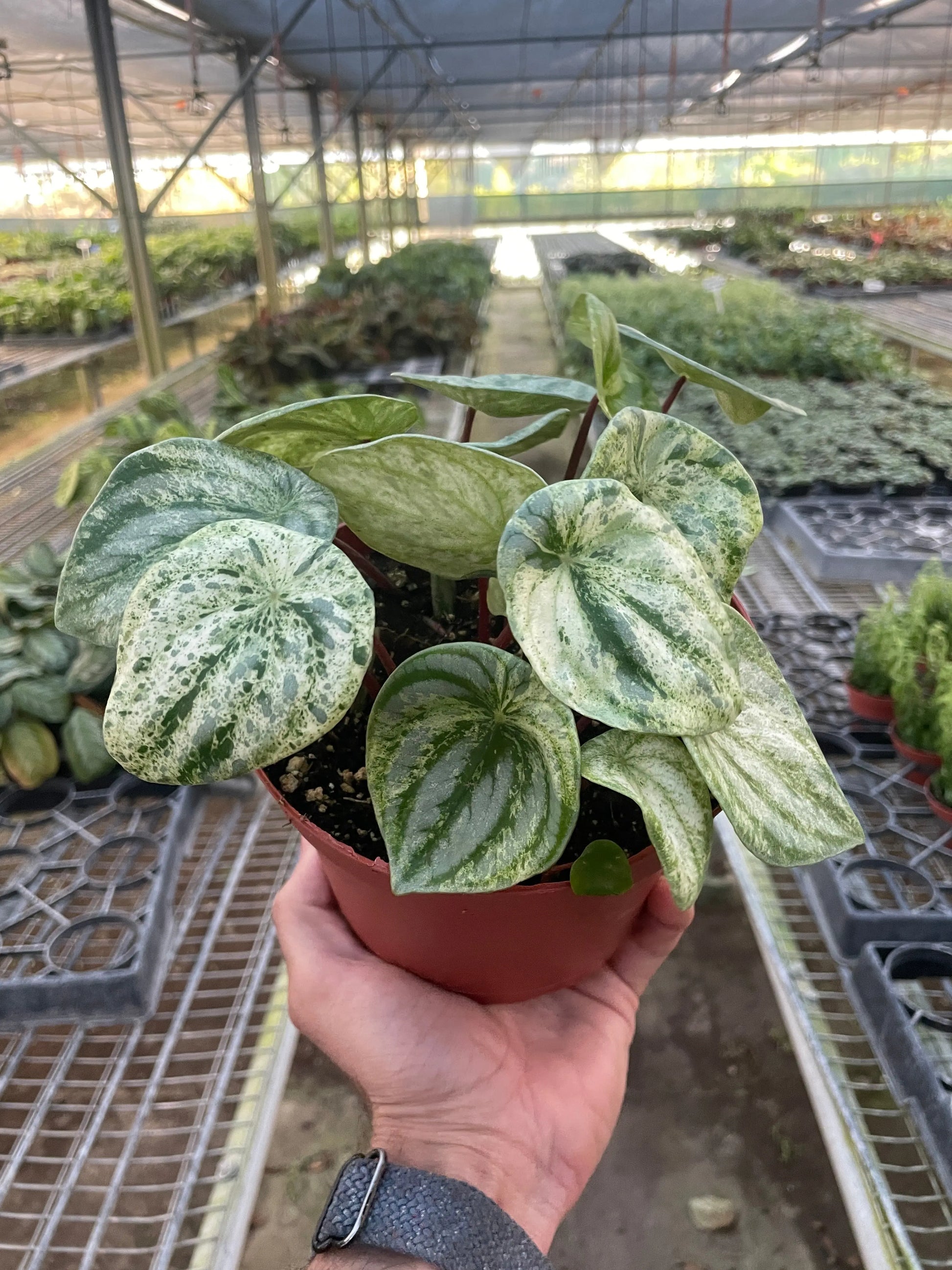 Peperomia 'Watermelon Variegated' House Plant Dropship Botani Haven