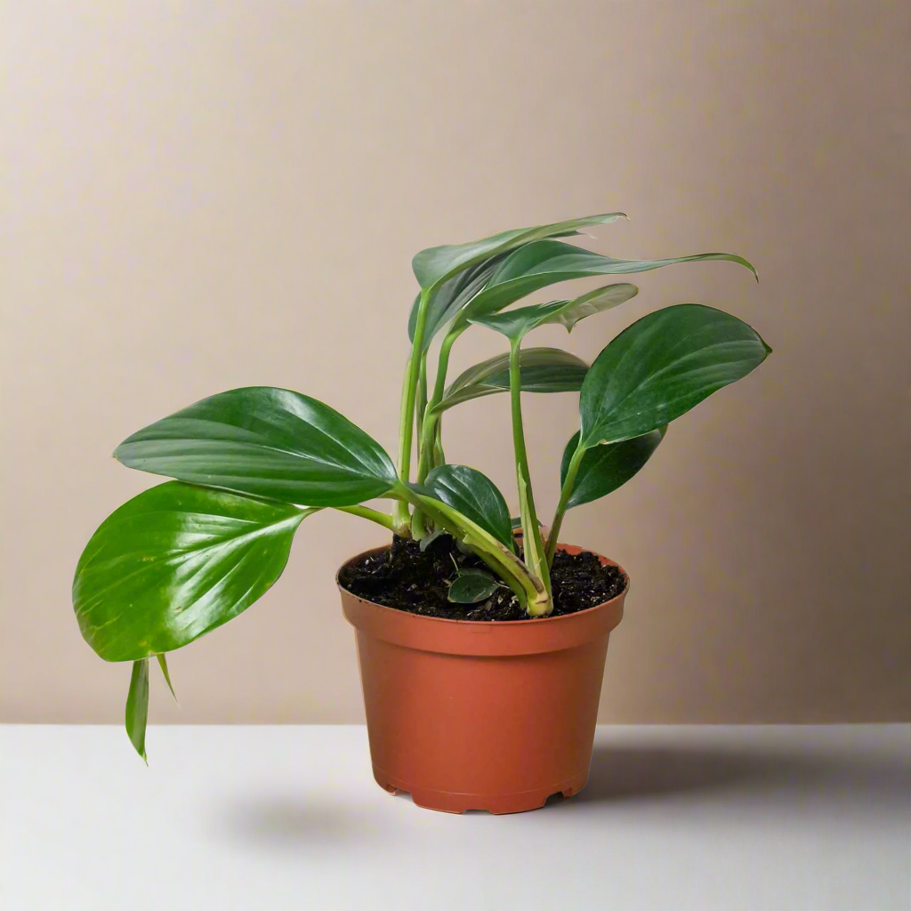 Philodendron 'Dragon Tail'