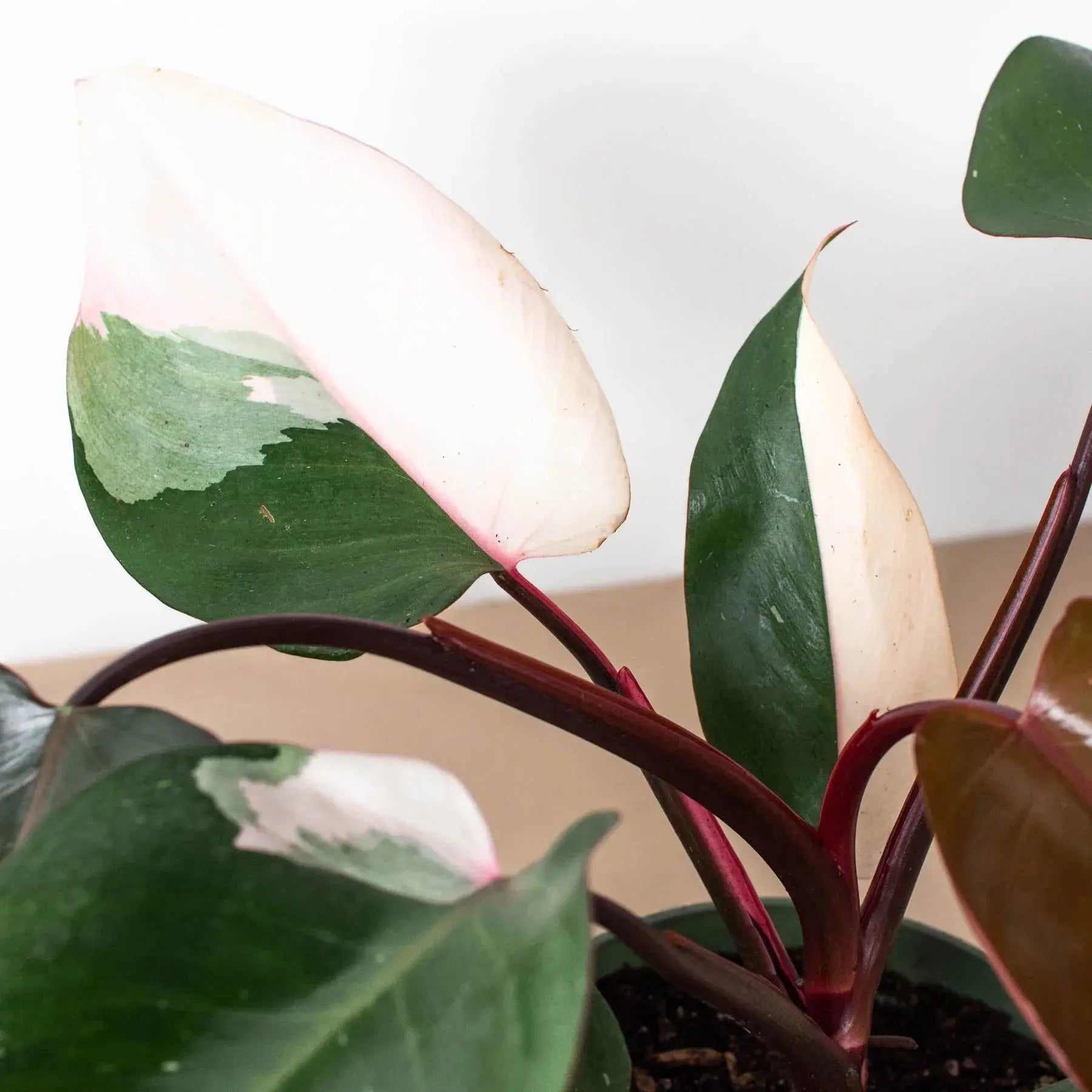 Philodendron 'Pink Princess' House Plant Dropship Botani Haven