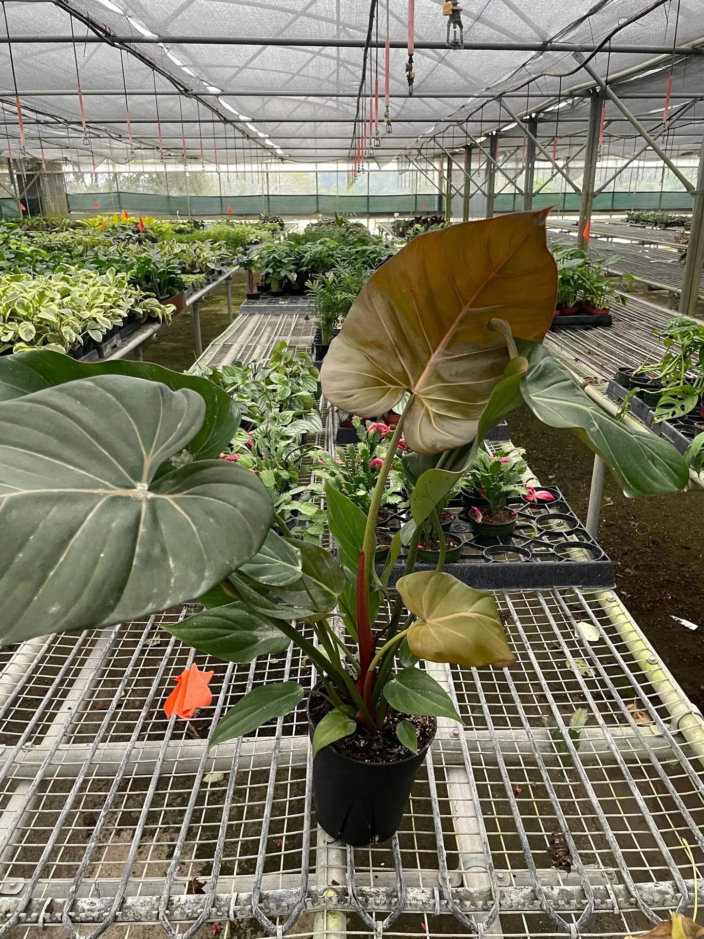 Philodendron 'Summer Glory' House Plant Dropship Botani Haven