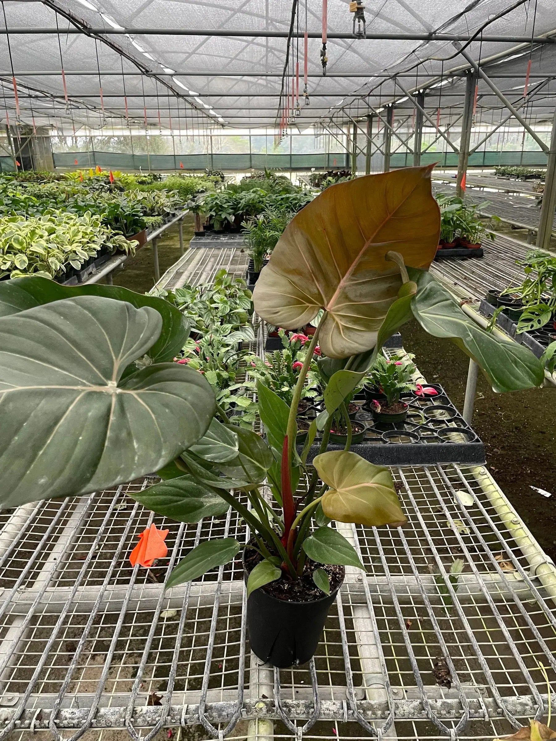 Philodendron 'Summer Glory' House Plant Dropship Botani Haven