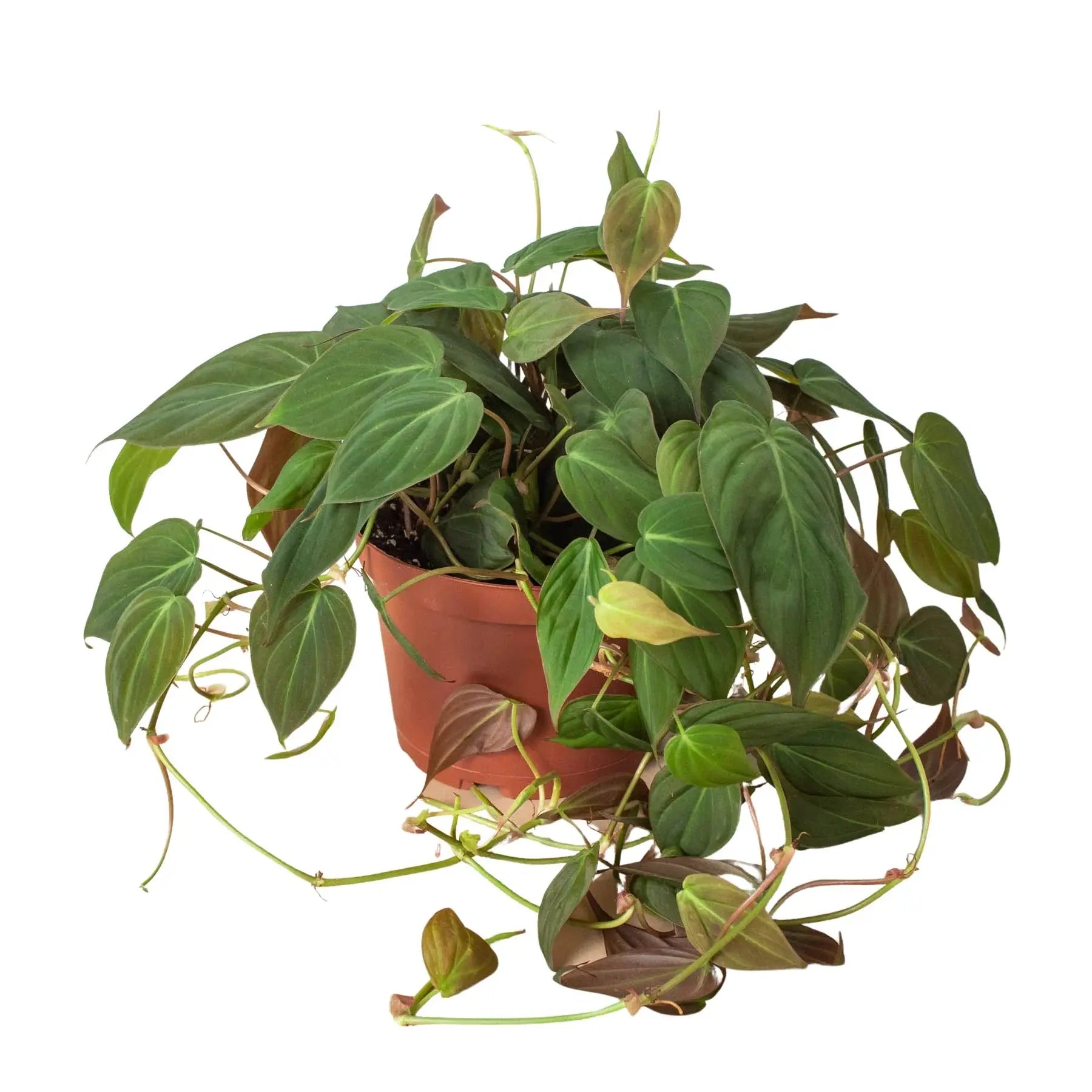 Philodendron 'Velvet' House Plant Dropship Botani Haven