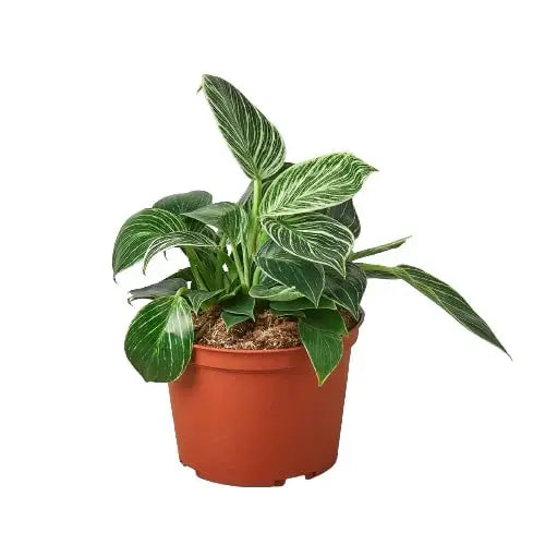 Philodendron 'Birkin' House Plant Dropship Botani Haven