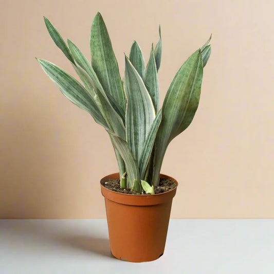 Snake Plant 'Sayuri' House Plant Dropship Botani Haven