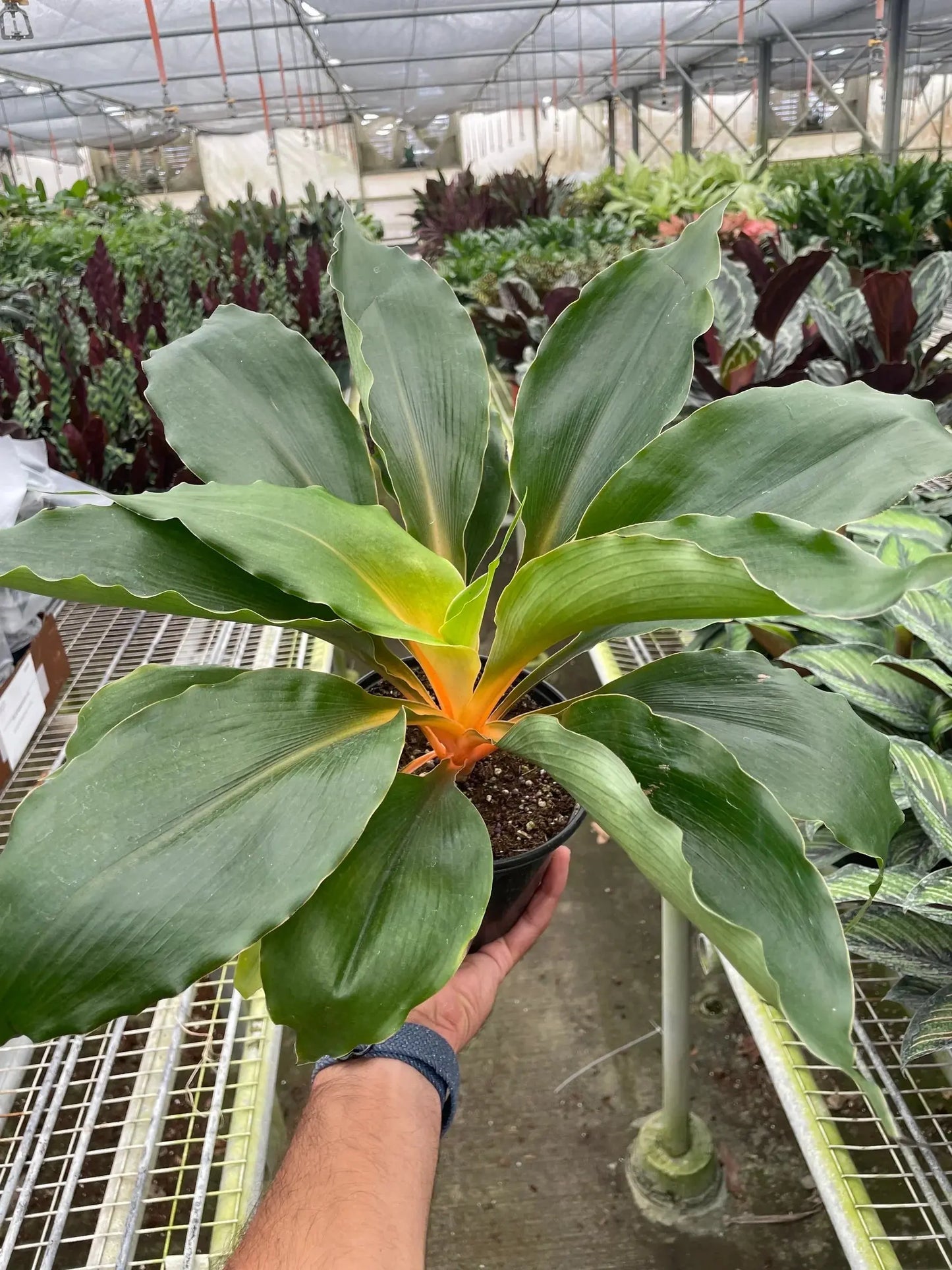 Spider Plant 'Fire Flash' House Plant Dropship Botani Haven