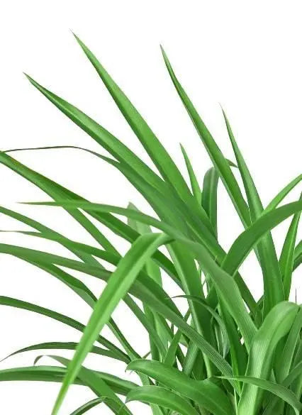 Spider Plant 'Green' House Plant Dropship Botani Haven