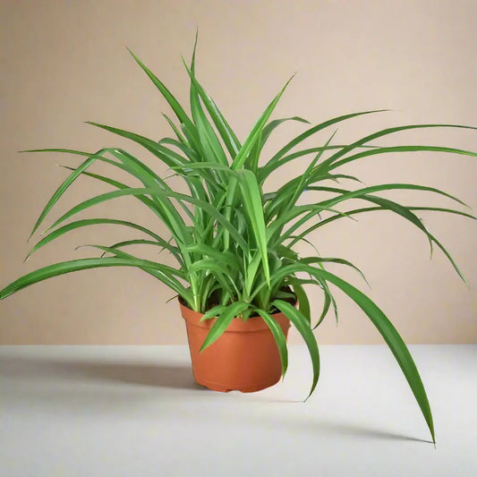 Spider Plant 'Green' House Plant Dropship Botani Haven