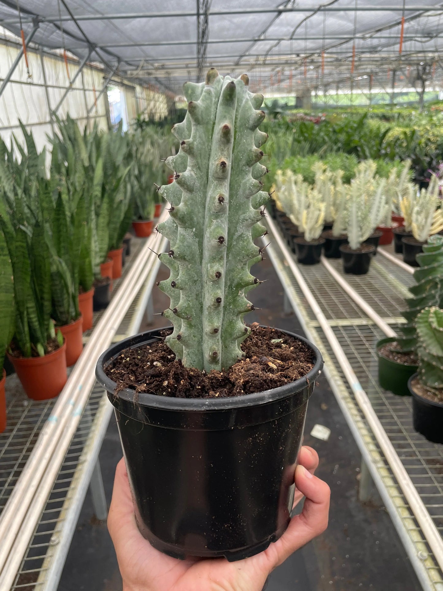 Succulent 'Cactus Ghost White Boobie' House Plant Dropship Botani Haven