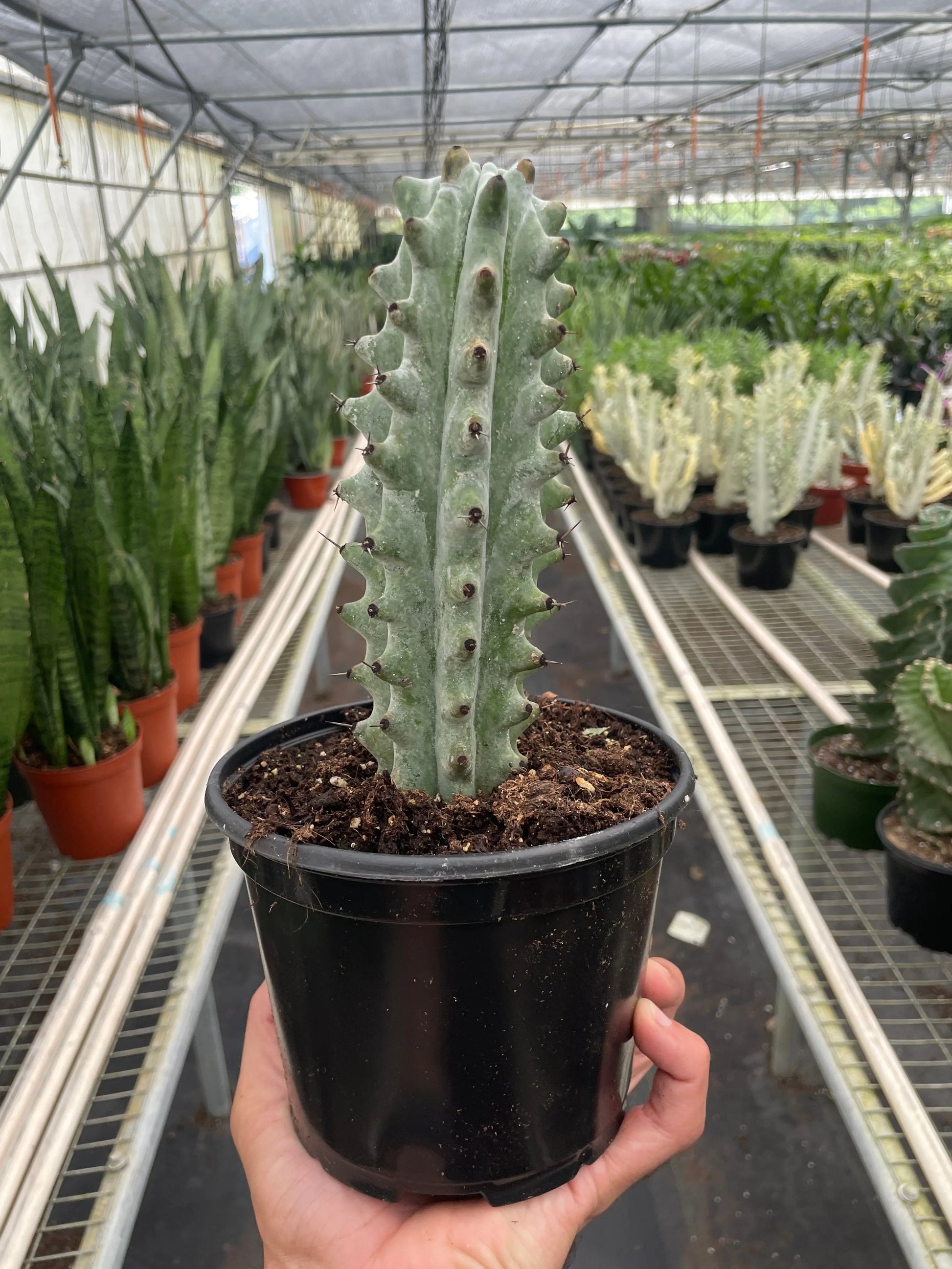 Succulent 'Cactus Ghost White Boobie' House Plant Dropship Botani Haven