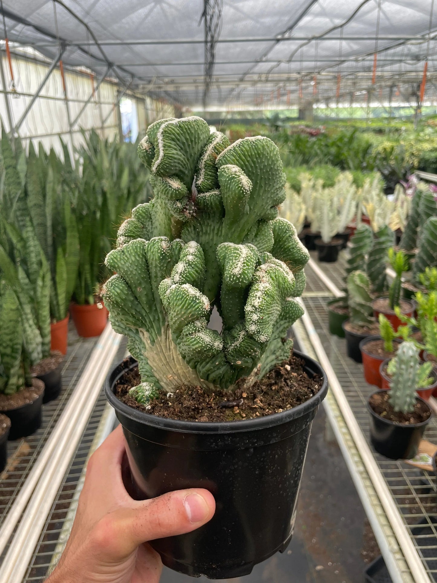 Succulent 'Cereus Coral Green' House Plant Dropship Botani Haven