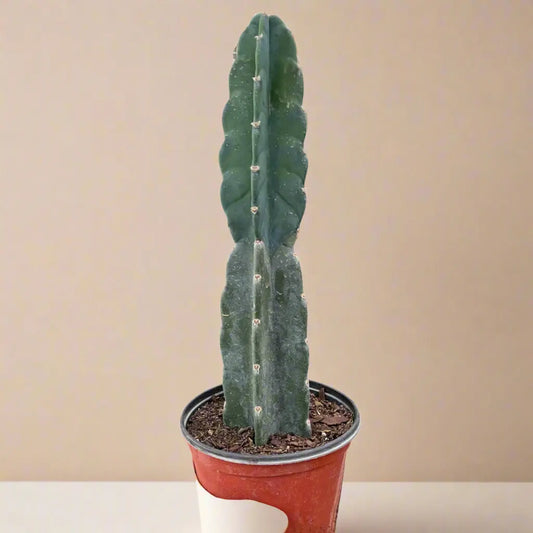 Succulent Cereus 'Cuddly Cactus' House Plant Dropship Botani Haven