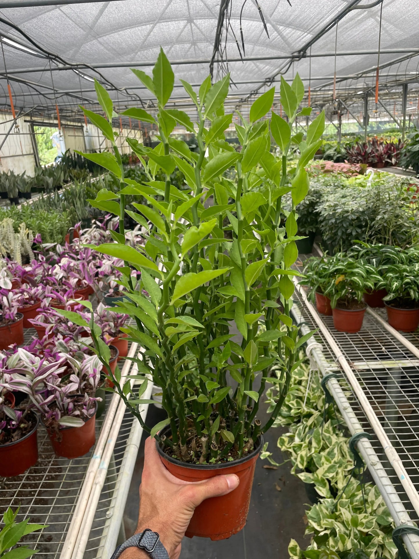 Euphorbia 'Devil's Backbone' House Plant Dropship Botani Haven