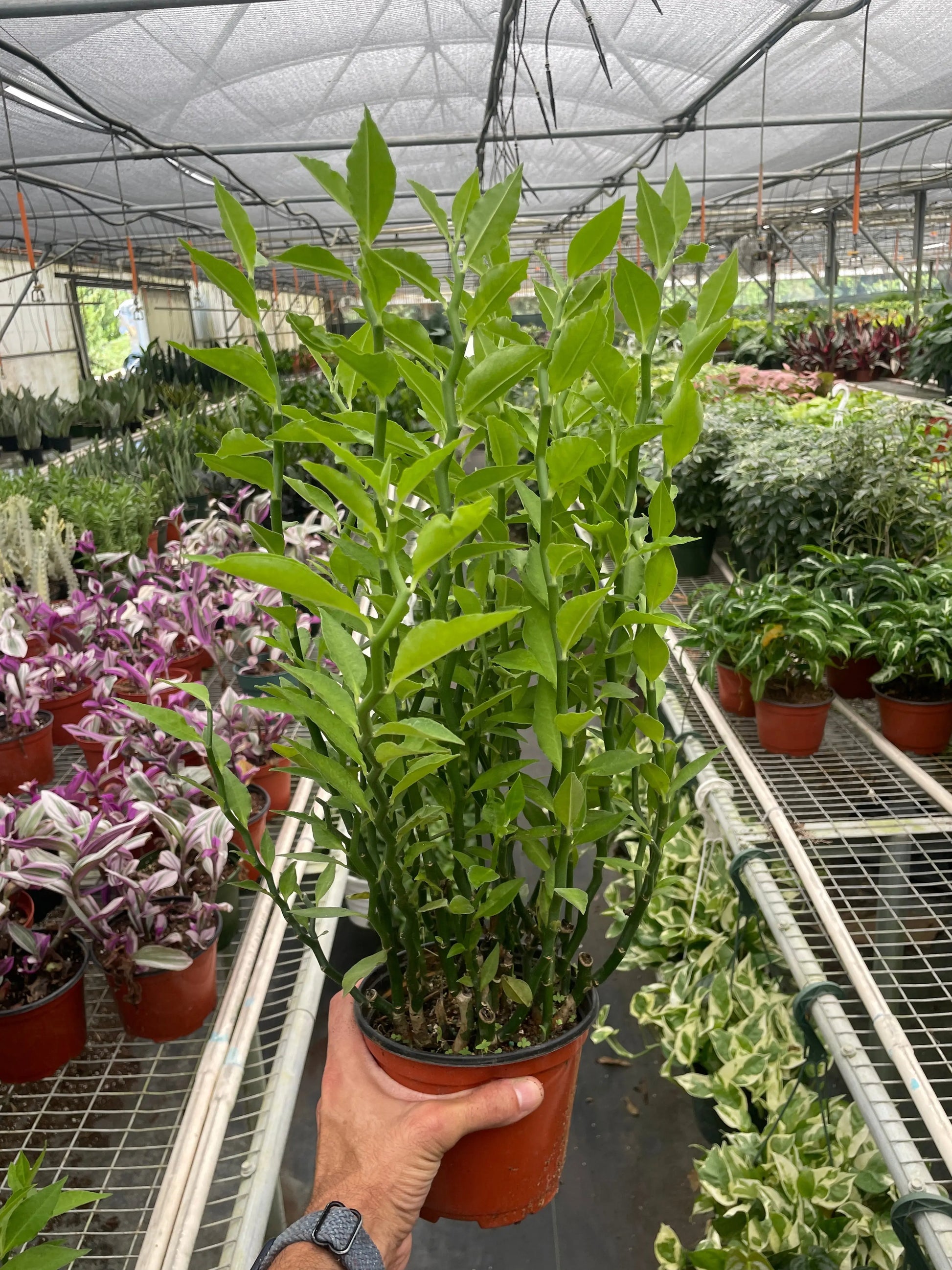 Euphorbia 'Devil's Backbone' House Plant Dropship Botani Haven