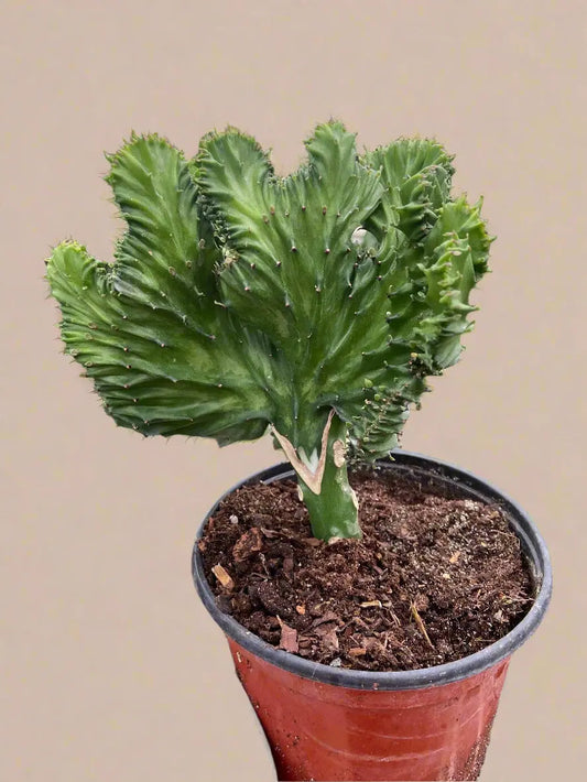 Succulent Euphorbia Lactea 'Mermaid Tail' House Plant Dropship Botani Haven