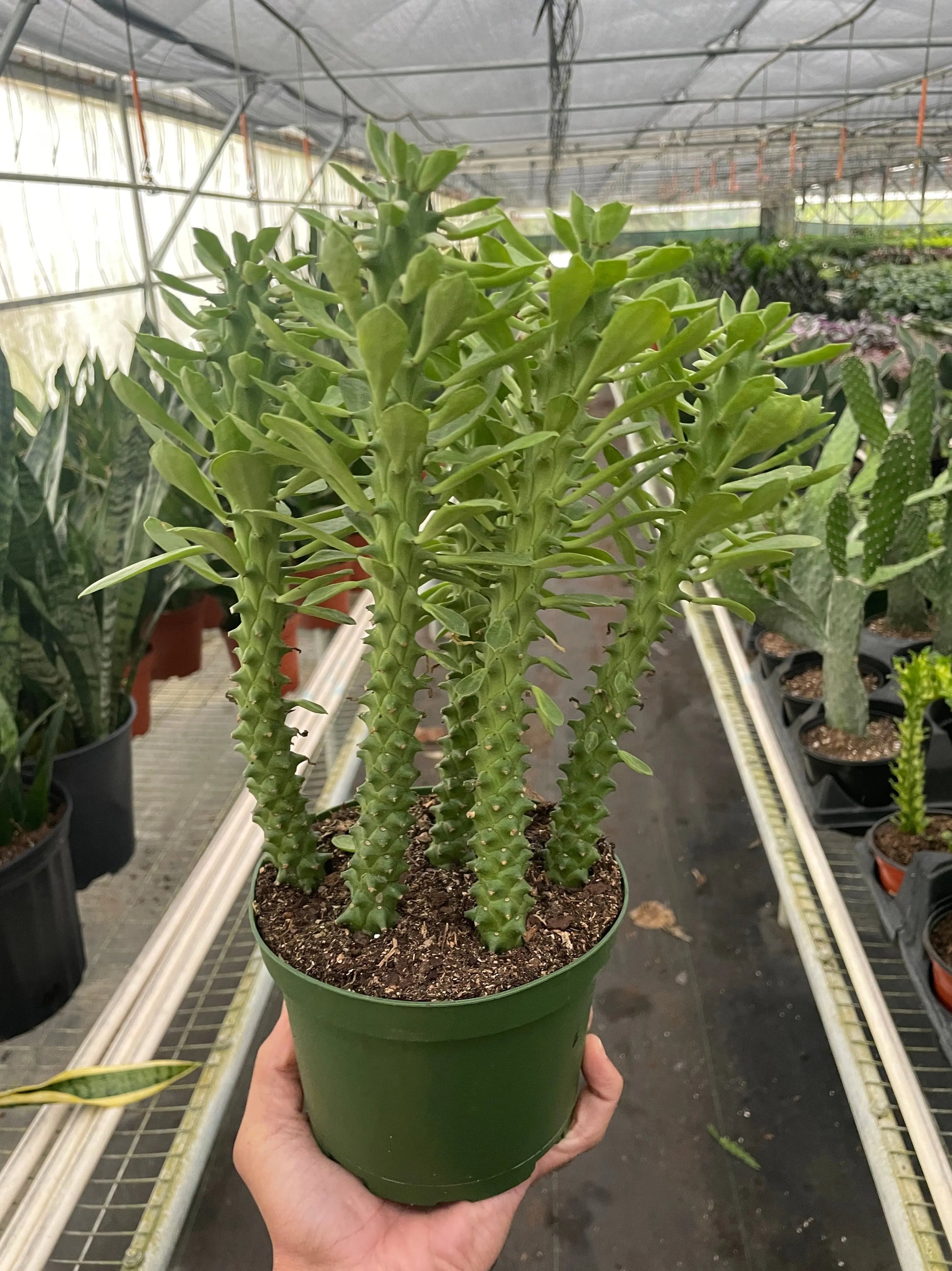 Euphorbia 'Sausage Spurge' House Plant Dropship Botani Haven