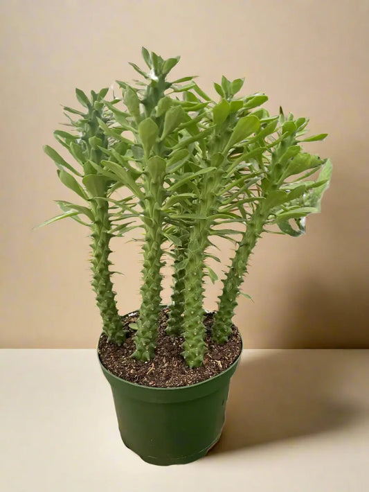 Euphorbia 'Sausage Spurge' House Plant Dropship Botani Haven