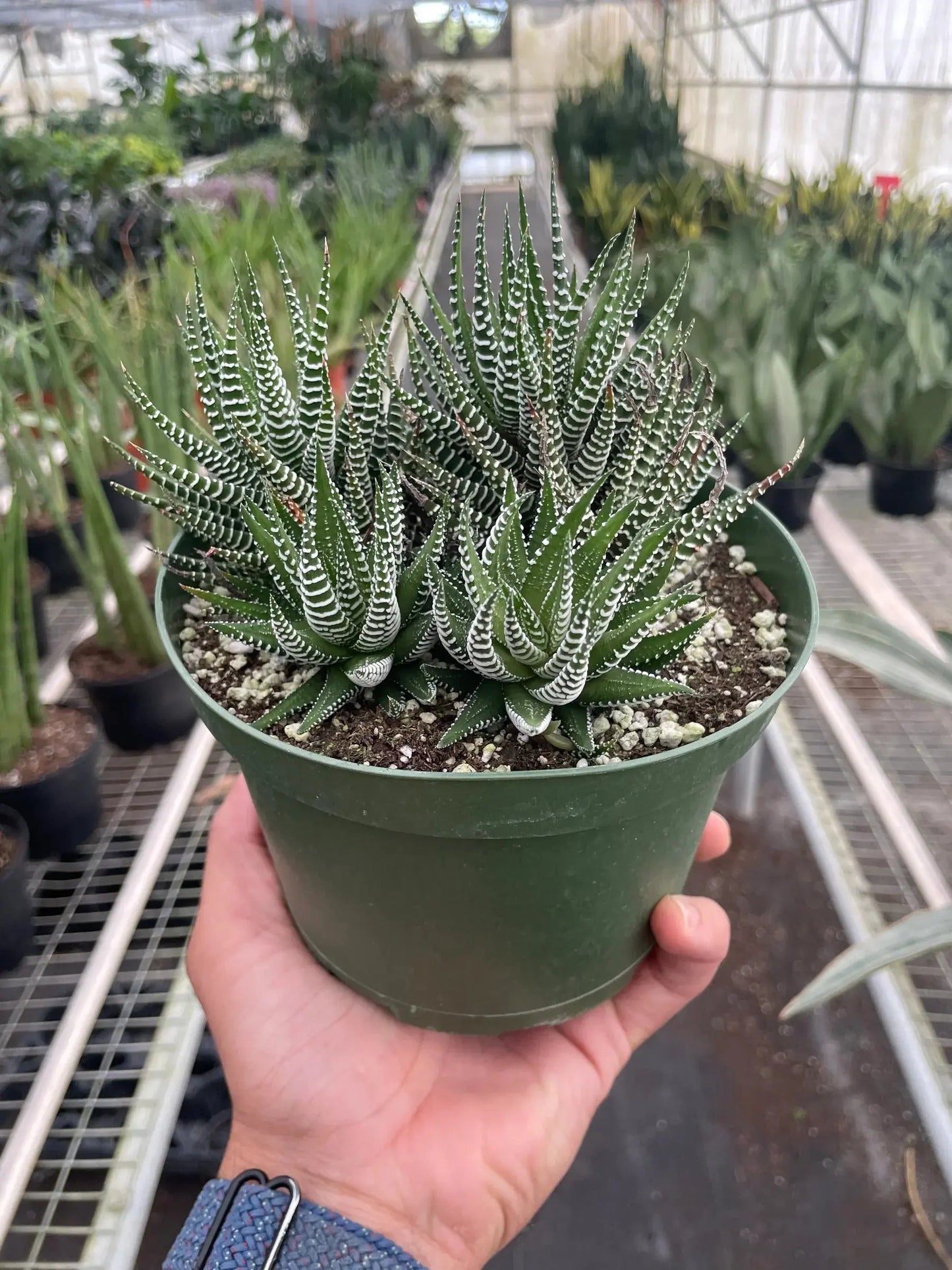Succulent Haworthia Fasciata 'Zebra' House Plant Dropship Botani Haven