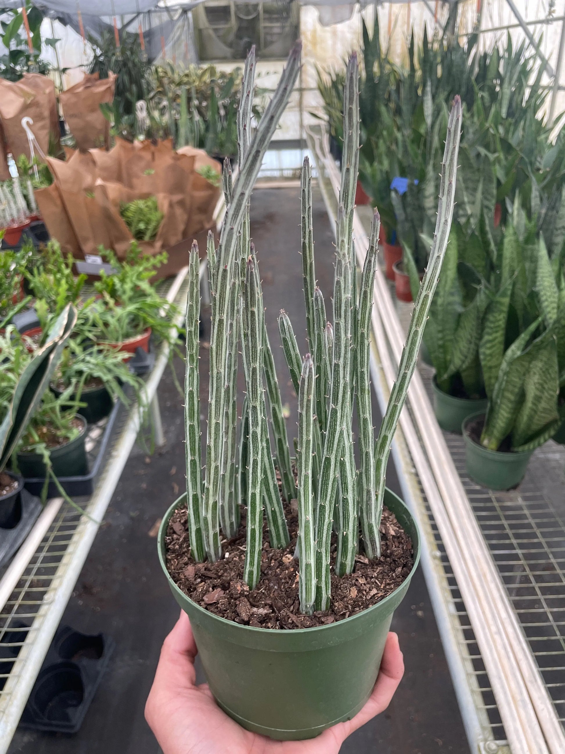 Senecio Stapeliiformis 'Pickle Plant' House Plant Dropship Botani Haven