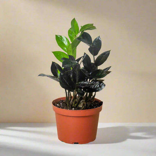 Zamioculcas 'Black Queen' ZZ Plant House Plant Dropship Botani Haven