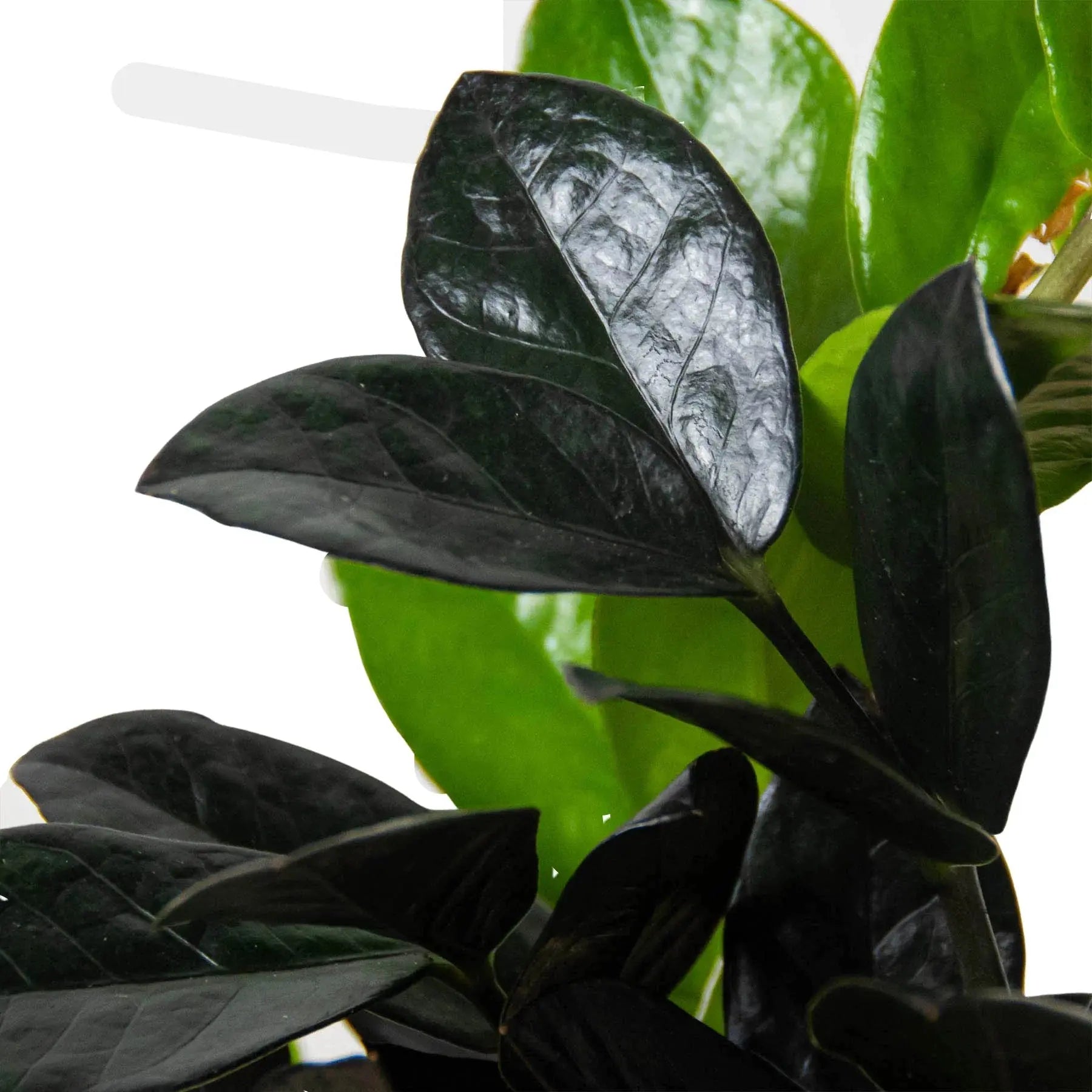 Zamioculcas 'Black Queen' ZZ Plant House Plant Dropship Botani Haven