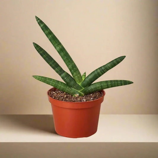 Snake Plant 'Starfish' House Plant Dropship Botani Haven