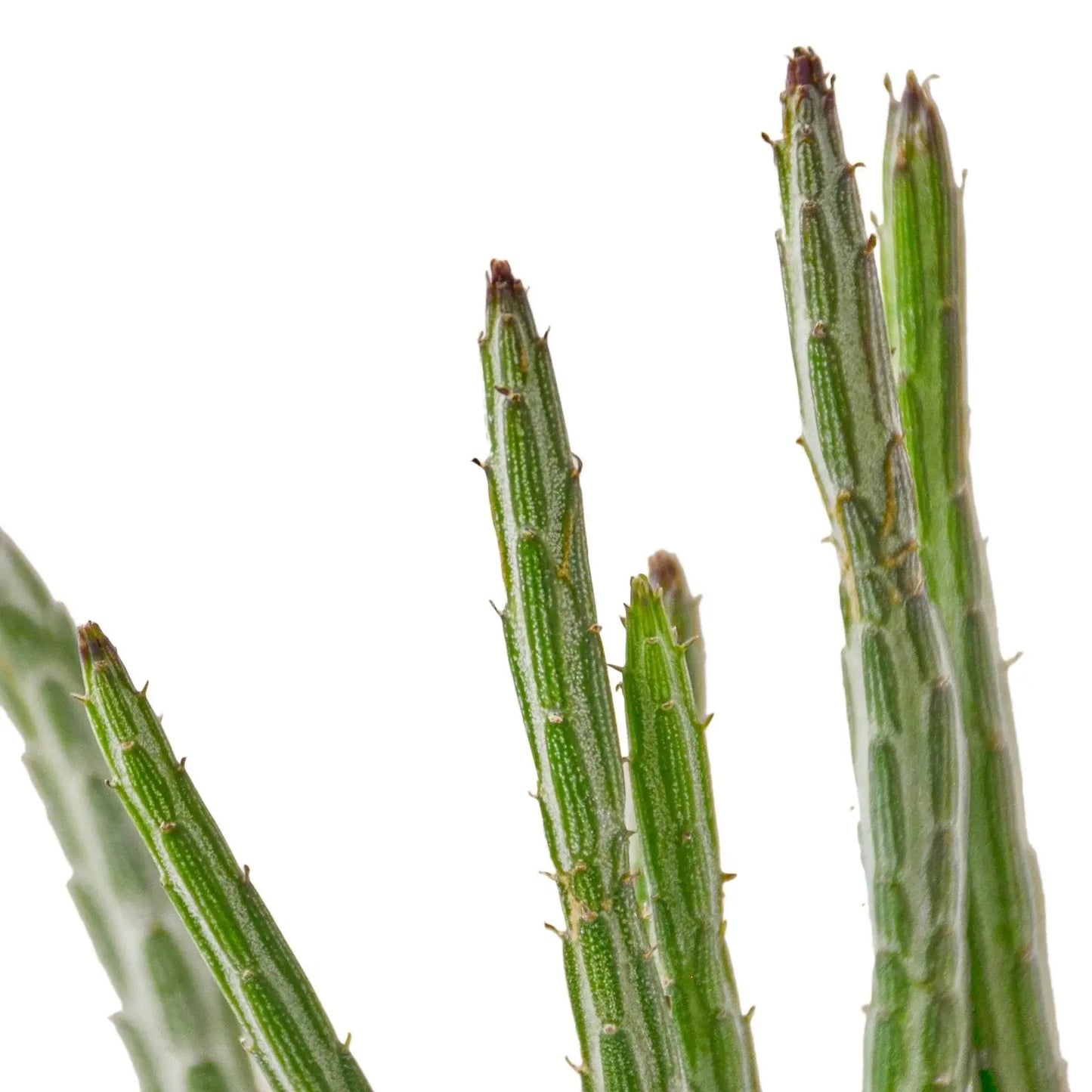 Senecio Stapeliiformis 'Pickle Plant' House Plant Dropship Botani Haven