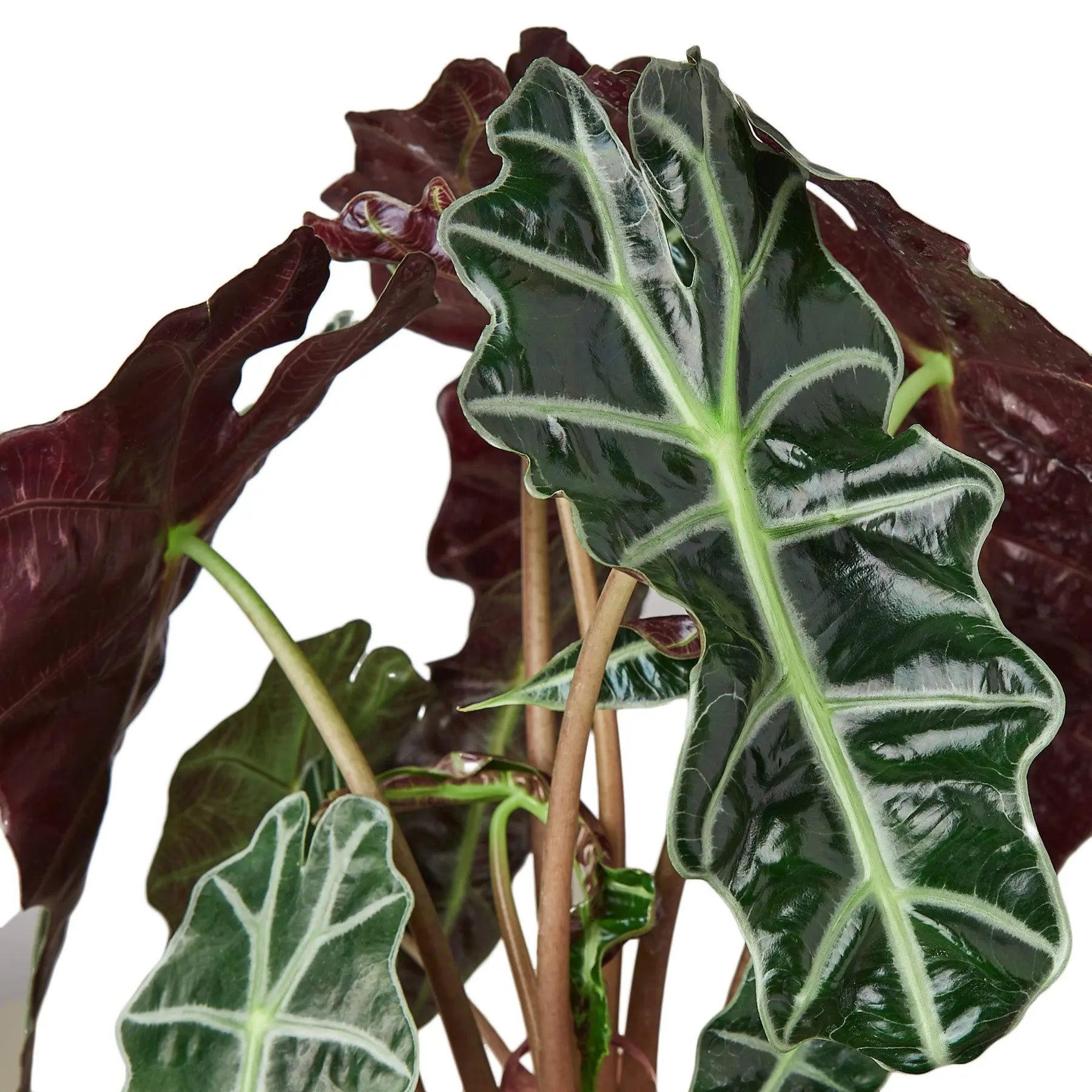 Alocasia Polly 'African Mask' House Plant Dropship Botani Haven