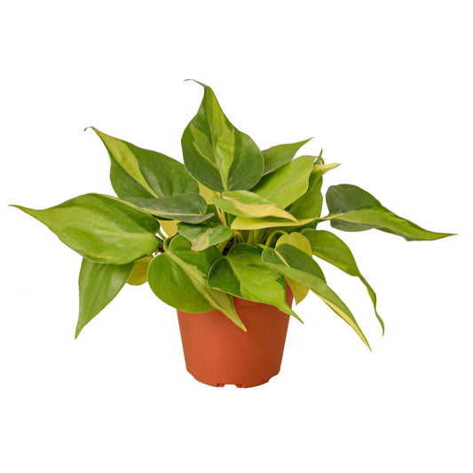 Philodendron 'Brasil' House Plant Dropship Botani Haven